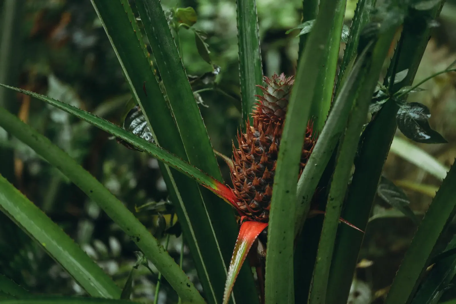 Land management and replanting at Lanka Yoga