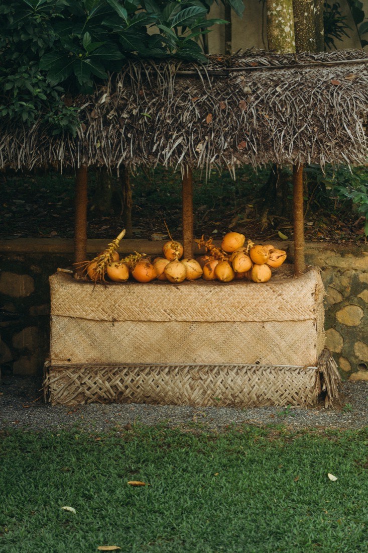 King coconuts freshly harvested in the garden at Lanka Yoga, Sri Lanka
